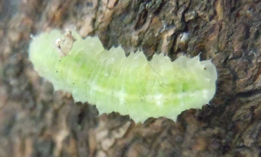 Larva di Syrphidae ?